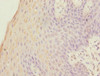 Immunohistochemistry of paraffin-embedded human tonsil tissue using CSB-PA008841EA01HU at dilution of 1:100