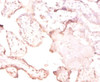 Immunohistochemistry of paraffin-embedded human placenta tissue using CSB-PA009055LA01HU at dilution of 1:50