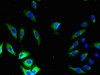 Immunofluorescent analysis of A549 cells using CSB-PA009455DA01HU at dilution of 1:100 and Alexa Fluor 488-congugated AffiniPure Goat Anti-Rabbit IgG (H+L)