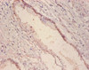 Immunohistochemistry of paraffin embedded human prostate tissue using CSB-PA009474LA01HU at dilution of 1:100