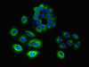 Immunofluorescent analysis of A549 cells using CSB-PA009610LA01HU at dilution of 1:100 and Alexa Fluor 488-congugated AffiniPure Goat Anti-Rabbit IgG (H+L)