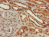 Immunohistochemistry of paraffin-embedded human kidney tissue using CSB-PA009610LA01HU at dilution of 1:100