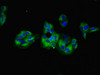 Immunofluorescent analysis of PC-3 cells using CSB-PA009617LA01HU at dilution of 1:100 and Alexa Fluor 488-congugated AffiniPure Goat Anti-Rabbit IgG (H+L)
