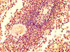 IHC image of CSB-PA00969A0Rb diluted at 1:500 and staining in paraffin-embedded human spleen tissue performed on a Leica BondTM system. After dewaxing and hydration, antigen retrieval was mediated by high pressure in a citrate buffer (pH 6.0) . Section was blocked with 10% normal goat serum 30min at RT. Then primary antibody (1% BSA) was incubated at 4°C overnight. The primary is detected by a biotinylated secondary antibody and visualized using an HRP conjugated SP system.