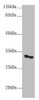 Western blot<br />
 All lanes: SNRPA antibody at 9µg/ml + Mouse liver tissue<br />
 Secondary<br />
 Goat polyclonal to rabbit IgG at 1/10000 dilution<br />
 Predicted band size: 31 kDa<br />
 Observed band size: 31 kDa<br />