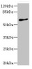 Western blot<br />
 All lanes: GPR75 antibody at 8µg/ml + HT29 whole cell lysate<br />
 Secondary<br />
 Goat polyclonal to rabbit IgG at 1/10000 dilution<br />
 Predicted band size: 59 kDa<br />
 Observed band size: 59 kDa<br />