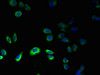 Immunofluorescent analysis of HepG2 cells using CSB-PA009829LA01HU at dilution of 1:100 and Alexa Fluor 488-congugated AffiniPure Goat Anti-Rabbit IgG (H+L)