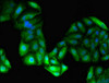 Immunofluorescent analysis of HepG2 cells using CSB-PA009864LA01HU at dilution of 1:100 and Alexa Fluor 488-congugated AffiniPure Goat Anti-Rabbit IgG (H+L)