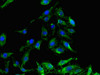 Immunofluorescent analysis of Hela cells using CSB-PA009963LA01HU at dilution of 1:100 and Alexa Fluor 488-congugated AffiniPure Goat Anti-Rabbit IgG (H+L)