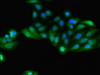 Immunofluorescent analysis of HepG2 cells using CSB-PA009973HA01HU at dilution of 1:100 and Alexa Fluor 488-congugated AffiniPure Goat Anti-Rabbit IgG (H+L)