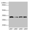 Western blot<br />
 All lanes: GSTK1 antibody at 2µg/ml<br />
 Lane 1: 293T whole cell lysate<br />
 Lane 2: Hela whole cell lysate<br />
 Lane 3: A431 whole cell lysate<br />
 Lane 4: COLO205 whole cell lysate<br />
 Secondary<br />
 Goat polyclonal to rabbit IgG at 1/10000 dilution<br />
 Predicted band size: 26, 32, 25, 21 kDa<br />
 Observed band size: 32 kDa<br />