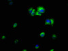 Immunofluorescence staining of MCF-7 cells with CSB-PA00999A0Rb at 1:66, counter-stained with DAPI. The cells were fixed in 4% formaldehyde, permeabilized using 0.2% Triton X-100 and blocked in 10% normal Goat Serum. The cells were then incubated with the antibody overnight at 4°C. The secondary antibody was Alexa Fluor 488-congugated AffiniPure Goat Anti-Rabbit IgG (H+L) .
