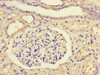 Immunohistochemistry of paraffin-embedded human kidney tissue using CSB-PA010001HA01HU at dilution of 1:100