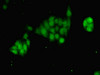 Immunofluorescent analysis of PC-3 cells using CSB-PA010001HA01HU at dilution of 1:100 and Alexa Fluor 488-congugated AffiniPure Goat Anti-Rabbit IgG (H+L)