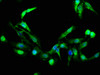 Immunofluorescence staining of Hela cells with CSB-PA010082LA01HU at 1:266, counter-stained with DAPI. The cells were fixed in 4% formaldehyde, permeabilized using 0.2% Triton X-100 and blocked in 10% normal Goat Serum. The cells were then incubated with the antibody overnight at 4°C. The secondary antibody was Alexa Fluor 488-congugated AffiniPure Goat Anti-Rabbit IgG (H+L) .