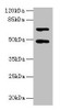 Western blot<br />
 All lanes: HDAC3 antibody at 2µg/ml + Hela whole cell lysate<br />
 Secondary<br />
 Goat polyclonal to rabbit IgG at 1/10000 dilution<br />
 Predicted band size: 49, 50 kDa<br />
 Observed band size: 49 kDa<br />