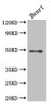 Western Blot<br />
 Positive WB detected in: Mouse heart tissue<br />
 All lanes: HDAC3 antibody at 2.5µg/ml<br />
 Secondary<br />
 Goat polyclonal to rabbit IgG at 1/50000 dilution<br />
 Predicted band size: 49, 50 kDa<br />
 Observed band size: 49 kDa<br />