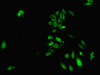 Immunofluorescent analysis of Hela cells using CSB-PA010239LA01HU at dilution of 1:100 and Alexa Fluor 488-congugated AffiniPure Goat Anti-Rabbit IgG (H+L)
