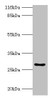 Western blot<br />
 All lanes: HOXA6 antibody at 2µg/ml + Mouse heart tissue<br />
 Secondary<br />
 Goat polyclonal to rabbit IgG at 1/10000 dilution<br />
 Predicted band size: 27 kDa<br />
 Observed band size: 27 kDa<br />