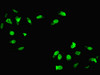 Immunofluorescent analysis of Hela cells using CSB-PA010672LA01HU at dilution of 1:100 and Alexa Fluor 488-congugated AffiniPure Goat Anti-Rabbit IgG (H+L)