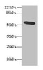 Western blot<br />
 All lanes: Hpx antibody at 4.5µg/ml + HepG2 whole cell lysate<br />
 Secondary<br />
 Goat polyclonal to rabbit IgG at 1/10000 dilution<br />
 Predicted band size: 52 kDa<br />
 Observed band size: 52 kDa<br />