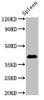 Western Blot<br />
 Positive WB detected in: Rat spleen tissue<br />
 All lanes: HS2ST1 antibody at 2.7µg/ml<br />
 Secondary<br />
 Goat polyclonal to rabbit IgG at 1/50000 dilution<br />
 Predicted band size: 42, 35, 27 kDa<br />
 Observed band size: 42 kDa<br />