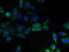 Immunofluorescent analysis of HepG2 cells using CSB-PA011025LA01HU at dilution of 1:100 and Alexa Fluor 488-congugated AffiniPure Goat Anti-Rabbit IgG (H+L)