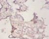 Immunohistochemistry of paraffin-embedded human placenta tissue using CSB-PA01165A0Rb at dilution of 1:50