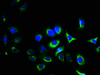 Immunofluorescence staining of A549 cells with CSB-PA011865LA01HU at 1:400, counter-stained with DAPI. The cells were fixed in 4% formaldehyde, permeabilized using 0.2% Triton X-100 and blocked in 10% normal Goat Serum. The cells were then incubated with the antibody overnight at 4°C. The secondary antibody was Alexa Fluor 488-congugated AffiniPure Goat Anti-Rabbit IgG (H+L) .