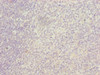 Immunohistochemistry of paraffin-embedded human tonsil tissue using CSB-PA011875LA01HU at dilution of 1:100