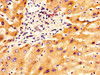 IHC image of CSB-PA011897LA01HU diluted at 1:300 and staining in paraffin-embedded human liver tissue performed on a Leica BondTM system. After dewaxing and hydration, antigen retrieval was mediated by high pressure in a citrate buffer (pH 6.0) . Section was blocked with 10% normal goat serum 30min at RT. Then primary antibody (1% BSA) was incubated at 4°C overnight. The primary is detected by a biotinylated secondary antibody and visualized using an HRP conjugated SP system.
