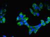 Immunofluorescent analysis of Hela cells using CSB-PA01195A0Rb at dilution of 1:100 and Alexa Fluor 488-congugated AffiniPure Goat Anti-Rabbit IgG (H+L)