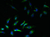 Immunofluorescent analysis of Hela cells using CSB-PA012047LA01HU at dilution of 1:100 and Alexa Fluor 488-congugated AffiniPure Goat Anti-Rabbit IgG (H+L)
