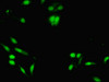 Immunofluorescent analysis of Hela cells using CSB-PA012141LA01HU at dilution of 1:100 and Alexa Fluor 488-congugated AffiniPure Goat Anti-Rabbit IgG (H+L)