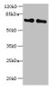 Western blot<br />
 All lanes: KEAP1 antibody at 2µg/ml<br />
 Lane 1: Mouse kidney tissue<br />
 Lane 2: NIH/3T3 whole cell lysate<br />
 Secondary<br />
 Goat polyclonal to rabbit IgG at 1/10000 dilution<br />
 Predicted band size: 70 kDa<br />
 Observed band size: 70 kDa<br />
