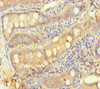 Immunohistochemistry of paraffin-embedded human small intestine tissue using CSB-PA012205LA01HU at dilution of 1:100