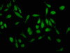 Immunofluorescence staining of Hela cells with CSB-PA012446LA01HU at 1:100, counter-stained with DAPI. The cells were fixed in 4% formaldehyde, permeabilized using 0.2% Triton X-100 and blocked in 10% normal Goat Serum. The cells were then incubated with the antibody overnight at 4°C. The secondary antibody was Alexa Fluor 488-congugated AffiniPure Goat Anti-Rabbit IgG (H+L) .