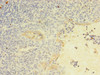 Immunohistochemistry of paraffin-embedded human tonsil tissue using CSB-PA012467LA01HU at dilution of 1:100