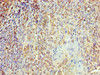 Immunohistochemistry of paraffin-embedded human tonsil tissue using CSB-PA012483LA01HU at dilution of 1:100