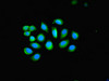 Immunofluorescent analysis of A549 cells using CSB-PA012556LA01HU at dilution of 1:100 and Alexa Fluor 488-congugated AffiniPure Goat Anti-Rabbit IgG (H+L)