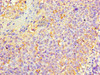 Immunohistochemistry of paraffin-embedded human tonsil tissue using CSB-PA012561LA01HU at dilution of 1:100