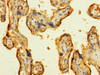 Immunohistochemistry of paraffin-embedded human placenta tissue using CSB-PA012729LA01HU at dilution of 1:100