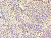 Immunohistochemistry of paraffin-embedded human tonsil tissue using CSB-PA012824YA01HU at dilution of 1:100