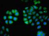 Immunofluorescent analysis of A549 cells using CSB-PA012824YA01HU at dilution of 1:100 and Alexa Fluor 488-congugated AffiniPure Goat Anti-Rabbit IgG (H+L)