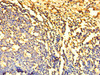 Immunohistochemistry of paraffin-embedded human tonsil tissue using CSB-PA01284A0Rb at dilution of 1:100