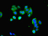 Immunofluorescent analysis of HepG2 cells using CSB-PA012911LA01HU at dilution of 1:100 and Alexa Fluor 488-congugated AffiniPure Goat Anti-Rabbit IgG (H+L)