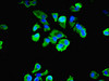 Immunofluorescent analysis of MCF-7 cells using CSB-PA013070LA01HU at dilution of 1:100 and Alexa Fluor 488-congugated AffiniPure Goat Anti-Rabbit IgG (H+L)