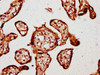 IHC image of CSB-PA01319A0Rb diluted at 1:800 and staining in paraffin-embedded human placenta tissue performed on a Leica BondTM system. After dewaxing and hydration, antigen retrieval was mediated by high pressure in a citrate buffer (pH 6.0) . Section was blocked with 10% normal goat serum 30min at RT. Then primary antibody (1% BSA) was incubated at 4°C overnight. The primary is detected by a biotinylated secondary antibody and visualized using an HRP conjugated SP system.