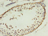 Immunohistochemistry of paraffin-embedded human testis tissue using CSB-PA013330LA01HU at dilution of 1:100