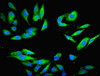 Immunofluorescent analysis of Hela cells using CSB-PA01335A0Rb at dilution of 1:100 and Alexa Fluor 488-congugated AffiniPure Goat Anti-Rabbit IgG (H+L)